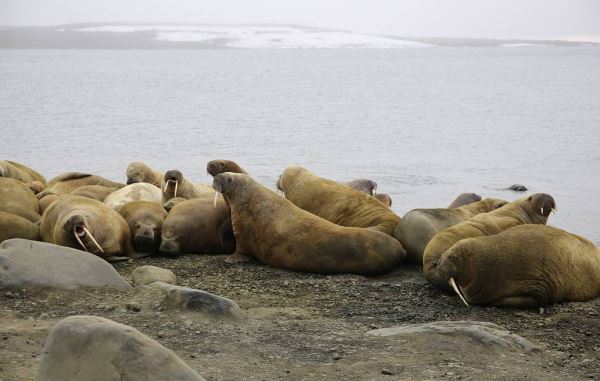 Численность моржей на Земле Франца-Иосифа оказалась выше, чем считалось ранее