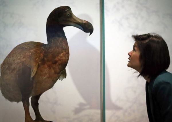Генетики хотят воскресить птиц додо. Почему другие ученые против этого?