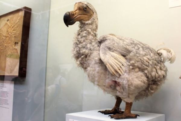 Генетики хотят воскресить птиц додо. Почему другие ученые против этого?