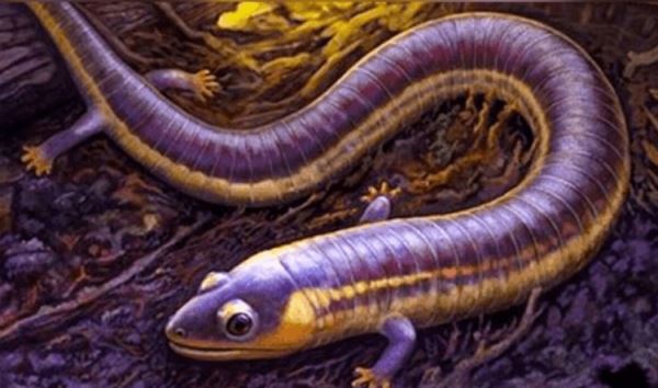 Ученые раскрыли секрет происхождения амфибий по окаменелости древнего червя