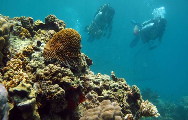 Свыше 84% коралловых рифов регулярно испытывают кислородный голод