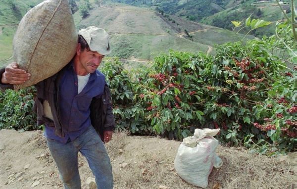 Исследователи сообщили, что производству кофе угрожают климатические изменения
