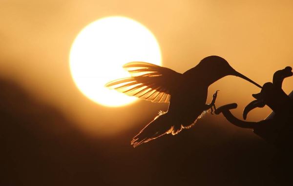 Золотые колибри оказались гибридом розовых, а не отдельным видом