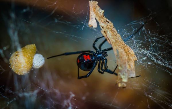 Экологи нашли причину исчезновения пауков вида «черная вдова» с юга США