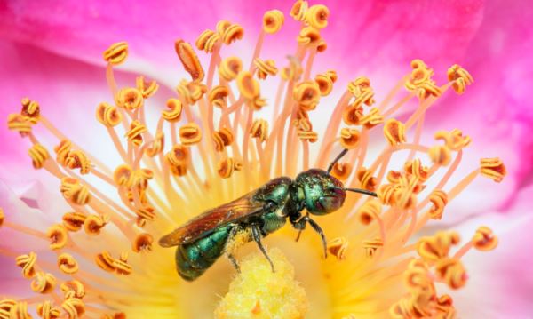 Ученые бьют тревогу: количество пчел уменьшается даже в лесах, нетронутых человеком